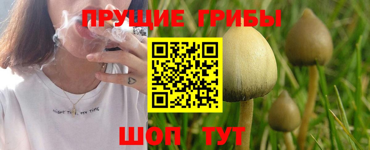Псилоцибиновые грибы Psilocybe  Вход с VPN  Шебекино  Псилоцибиновые грибы прущие грибы 